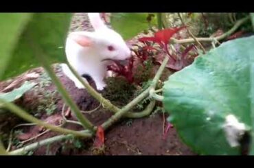 Cute baby pet rabbits/vlogging dude