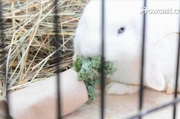 How to Set Up Rabbit Hutches & Cages | Small Pets