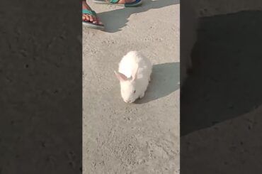 A cute little Rabbit we live in a village we are ASSAMESE please watch the cute little RABBIT
