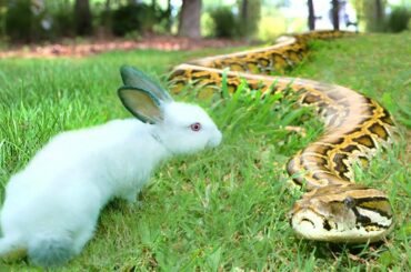 African Rock Python Prowls Outside--Eats a Rabbit!