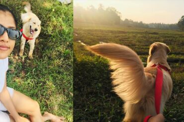 My cute big Golden Retriever with rabbit playing