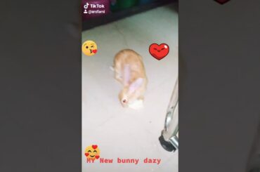 My cute bunny 😍😘 Dazzy