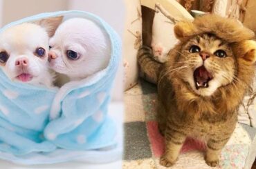 Funy cute Pet #30 Cute baby animals