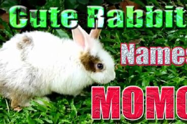 Cute Rabbit Names MOMO | WildLife- Funny Rabbit