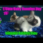 2 Cute Baby Bunnies Day 20 (DOB: Jan 30, 2020) - Bongskie Rabbitry Cebu - Bisdak Edition