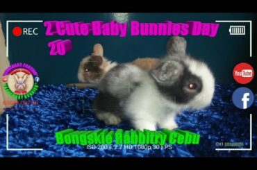 2 Cute Baby Bunnies Day 20 (DOB: Jan 30, 2020) - Bongskie Rabbitry Cebu - Bisdak Edition