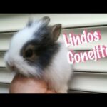 Conejitos Lindos, Adorable and Cute Bunnies, Fotos de Tiernos Conejos