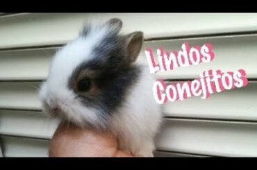 Conejitos Lindos, Adorable and Cute Bunnies, Fotos de Tiernos Conejos
