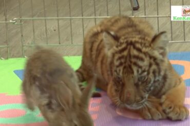 baby rabbit and tiger abandoned by their mom became the cutiest best friends | kenken tv