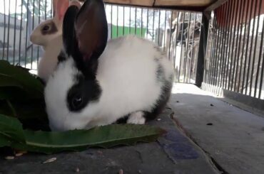 baby rabbit care | Rabbit Eating in Rabbit  Home