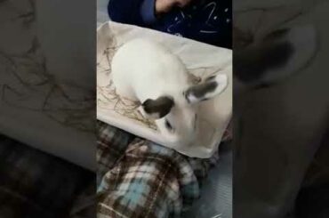 #Nube #bunny #adorable #balloffluff #cesta #conejitoblanco #heno #athome