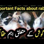 Important Facts about rabbit|informative video of rabbits|Beautiful rabbits scenes|