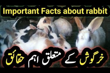Important Facts about rabbit|informative video of rabbits|Beautiful rabbits scenes|