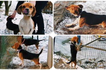 Beagles Hunting / Chasing Rabbits | Watch till the END | Cute and Adorable Beagle Puppy - Video 4K