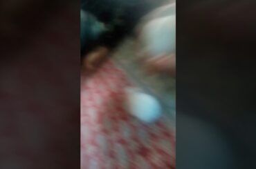 Cute albino rabbits baby