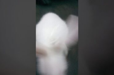 Cute little rabbit her name is chipppi