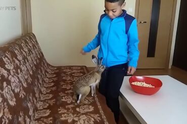 Bunnies Are Awesome 🐇🐰Cute Bunnies Moments (Part 1) [Funny Pets]