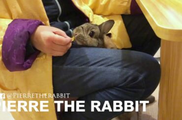 Cute rabbit Pierre eating