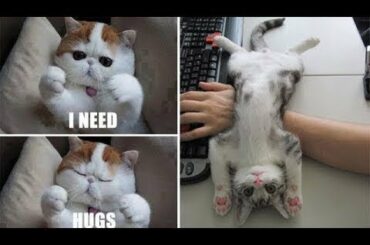 Cute baby animals Videos - funny animal 2020 - Soo Cute! #1