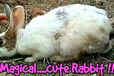 Magical...cute Rabbit... !!!!!