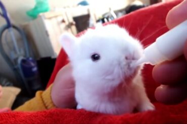 Funny 🐇and Cute  Rabbits-Compilation 🐇 - Cutest Hamster In The World | Cute VN