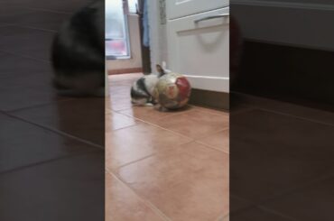 Roger el Conejo travieso! (Roger the cute naughty rabbit)  😀