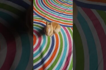 A small cute rabbit
