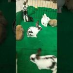 Holland Lop and Mini Rex Rabbit Cute | Peter Animals Official