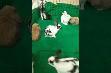 Holland Lop and Mini Rex Rabbit Cute | Peter Animals Official