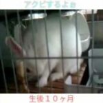 as is アクビからのぉネンネ〜zzz     Cute rabbit yawning and sleeping    ＃ミニウサギ