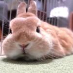 Funniest Rabbit Videos Weekly Compilation 2020 | Funny Rabbit Videos