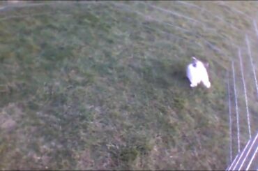 Super cute bunny doing bunny binkies!