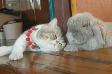 Funny Baby Bunny Rabbit Videos Complication - Cute Rabbits