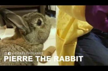 Cute bunny eating fruit