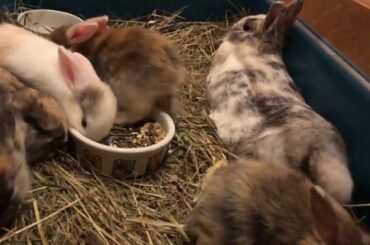 Baby Bunnies Peacefully Doing Nothing