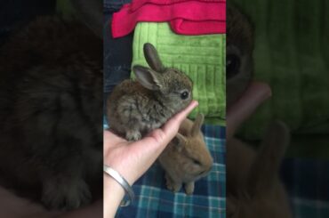 Butter The Cutest Baby Bunny
