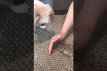 Playtime with the cutest baby bunny