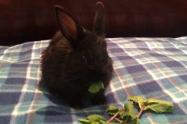 Baby Bunny Eating Herbs