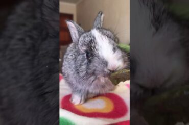 Baby Bunny Eating Oxbow Critical Care