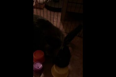 CUTE RABBIT VIDEO — Bandit Plays With His Stacking Cups — Rabbit Enrichment