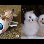 Cute baby animals Videos - funny animal 2020 - Soo Cute! #2