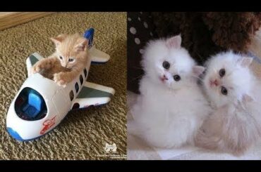 Cute baby animals Videos - funny animal 2020 - Soo Cute! #2