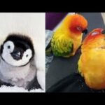 Cute baby animals Videos - funny animal 2020 - Soo Cute! #4