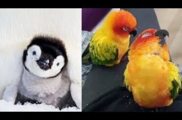 Cute baby animals Videos - funny animal 2020 - Soo Cute! #4