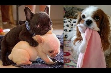 Cute baby animals Videos - funny animal 2020 - Soo Cute! #6