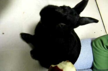 Cute Rabbit Eating Apple