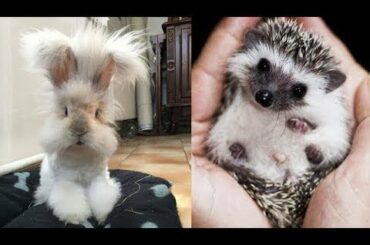 Cute baby animals Videos - funny animal 2020 - Soo Cute! #9