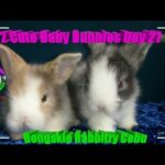 2 Cute Baby Bunnies Day 21 (DOB: Jan 30, 2020) - Bongskie Rabbitry Cebu - Bisdak Edition