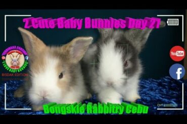 2 Cute Baby Bunnies Day 21 (DOB: Jan 30, 2020) - Bongskie Rabbitry Cebu - Bisdak Edition