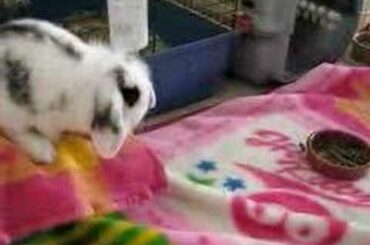 Cute baby rabbit jumping.